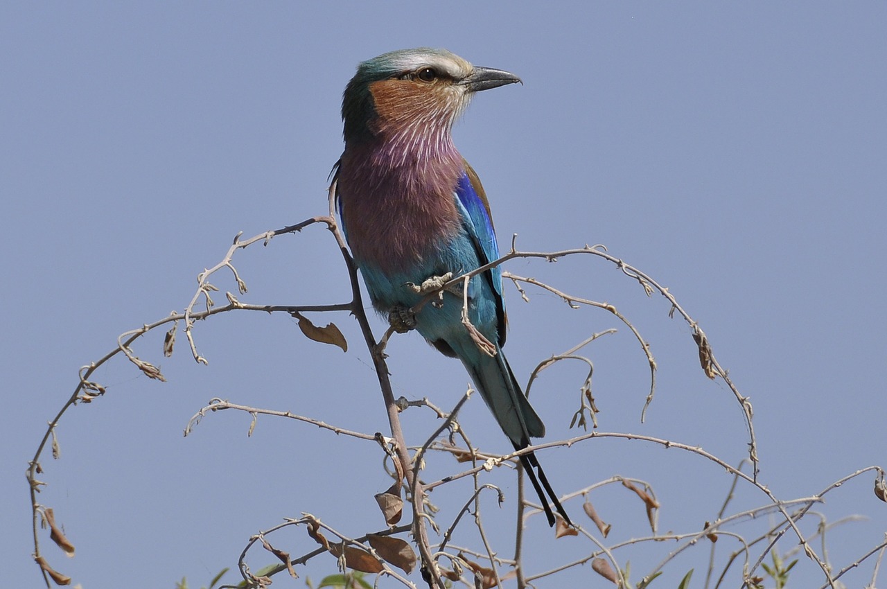 Image - forked roller botswana chobe river