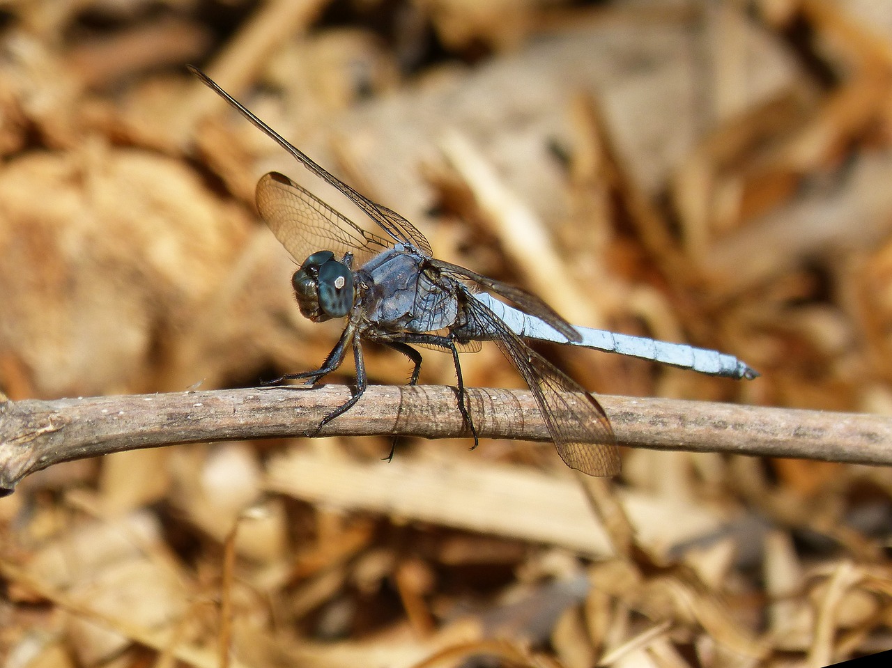 Image - dragonfly blue dragonfly
