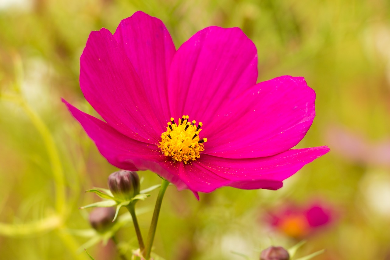 Image - pink flower cosmos kosmee