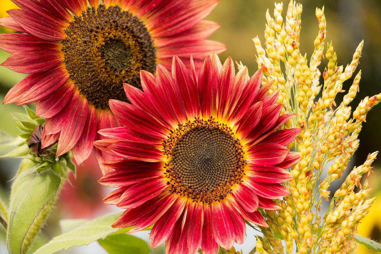 Image - sun flower red flower red flower