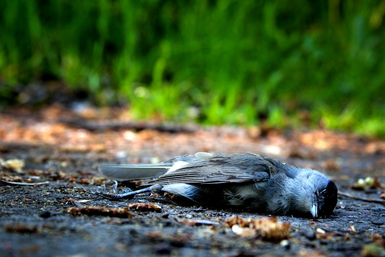 Image - bird death die pain nature