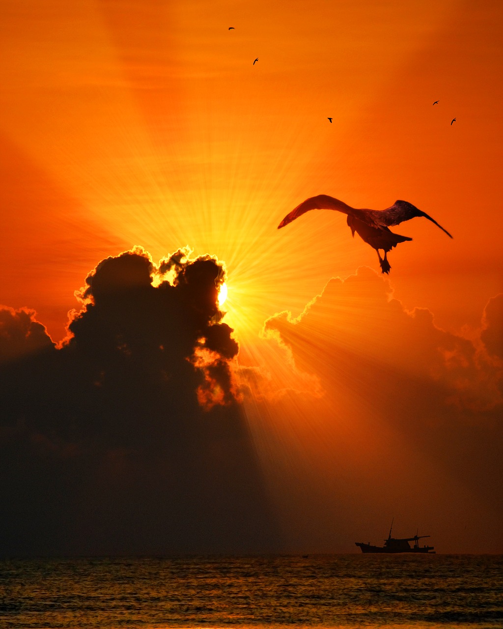 Image - sea bird sunset nature water