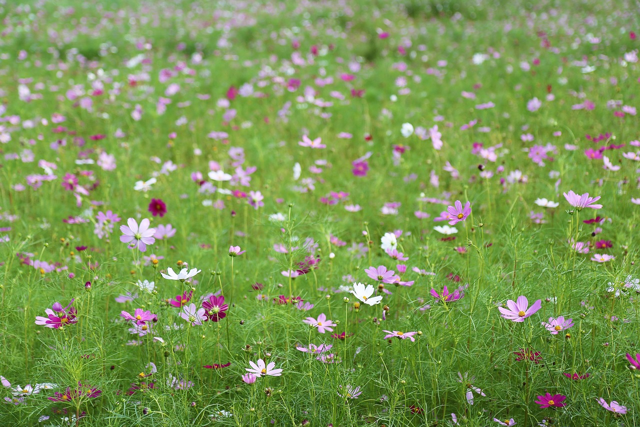 Image - cosmos autumn flowers pink nature