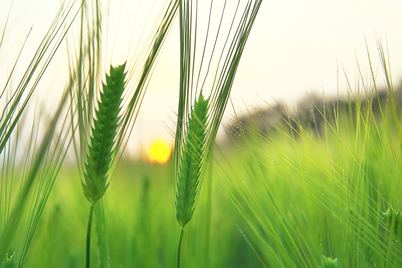 Image - barley field jeju island as yeonbuk