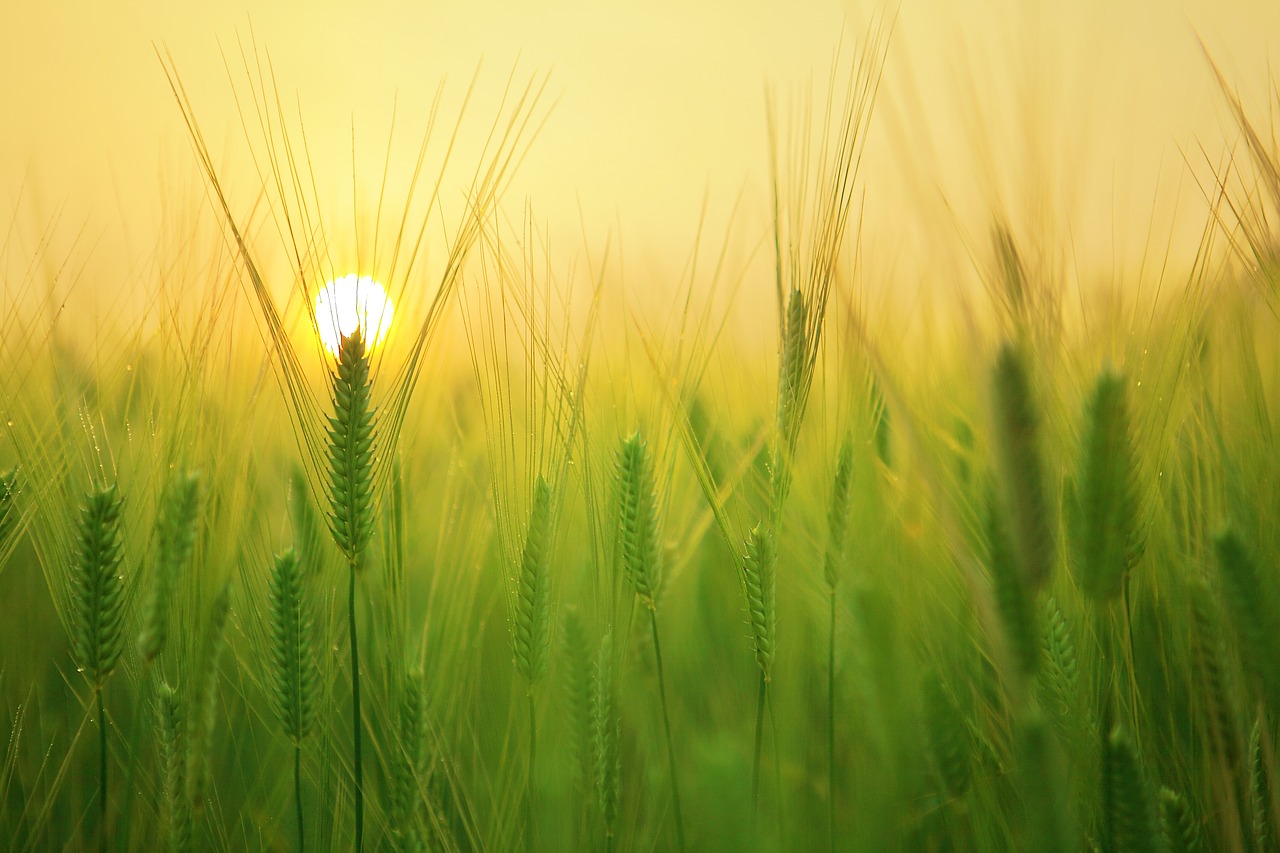 Image - barley field sunrise morning solar