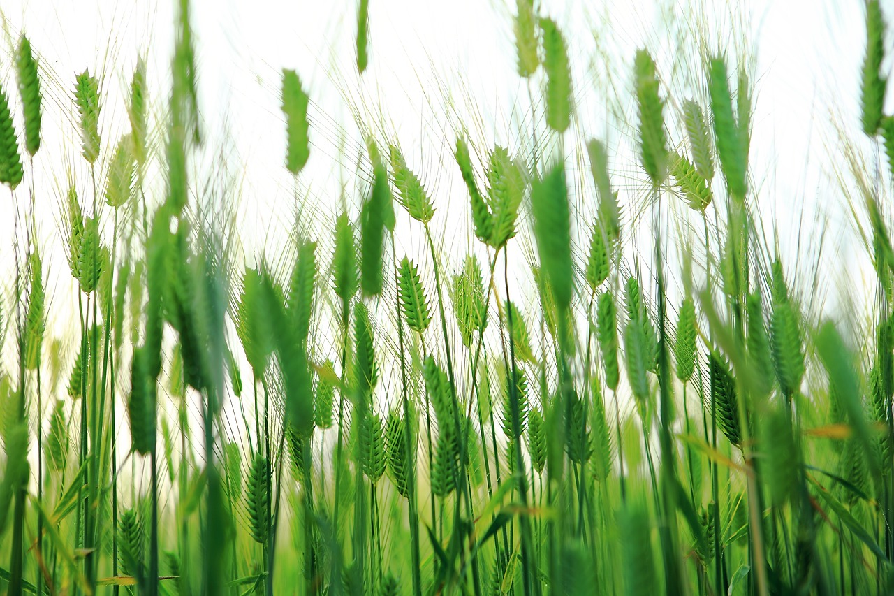 Image - abstract barley field cheongbori