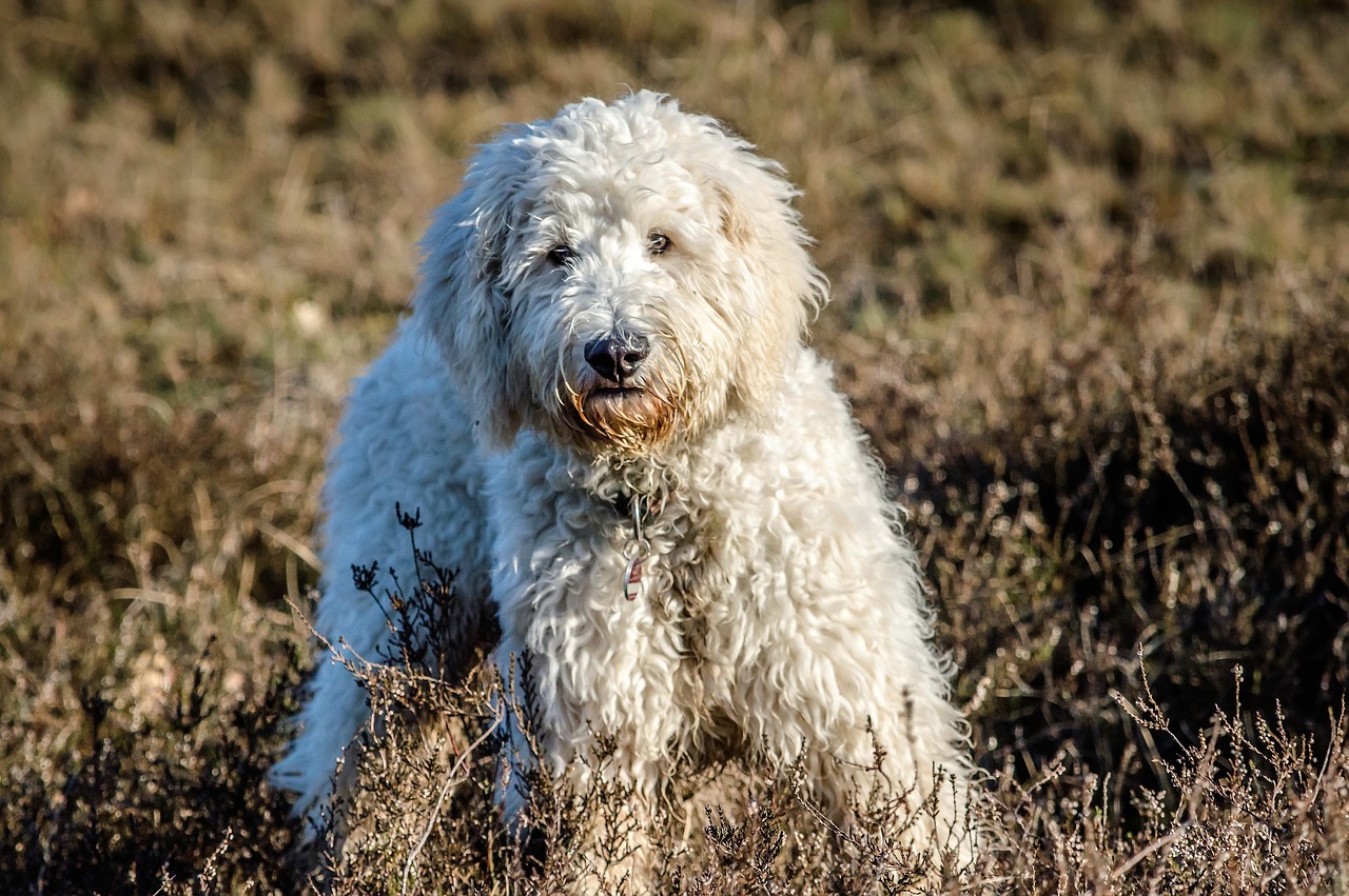 Image - dog goldendoodle hybrid nature