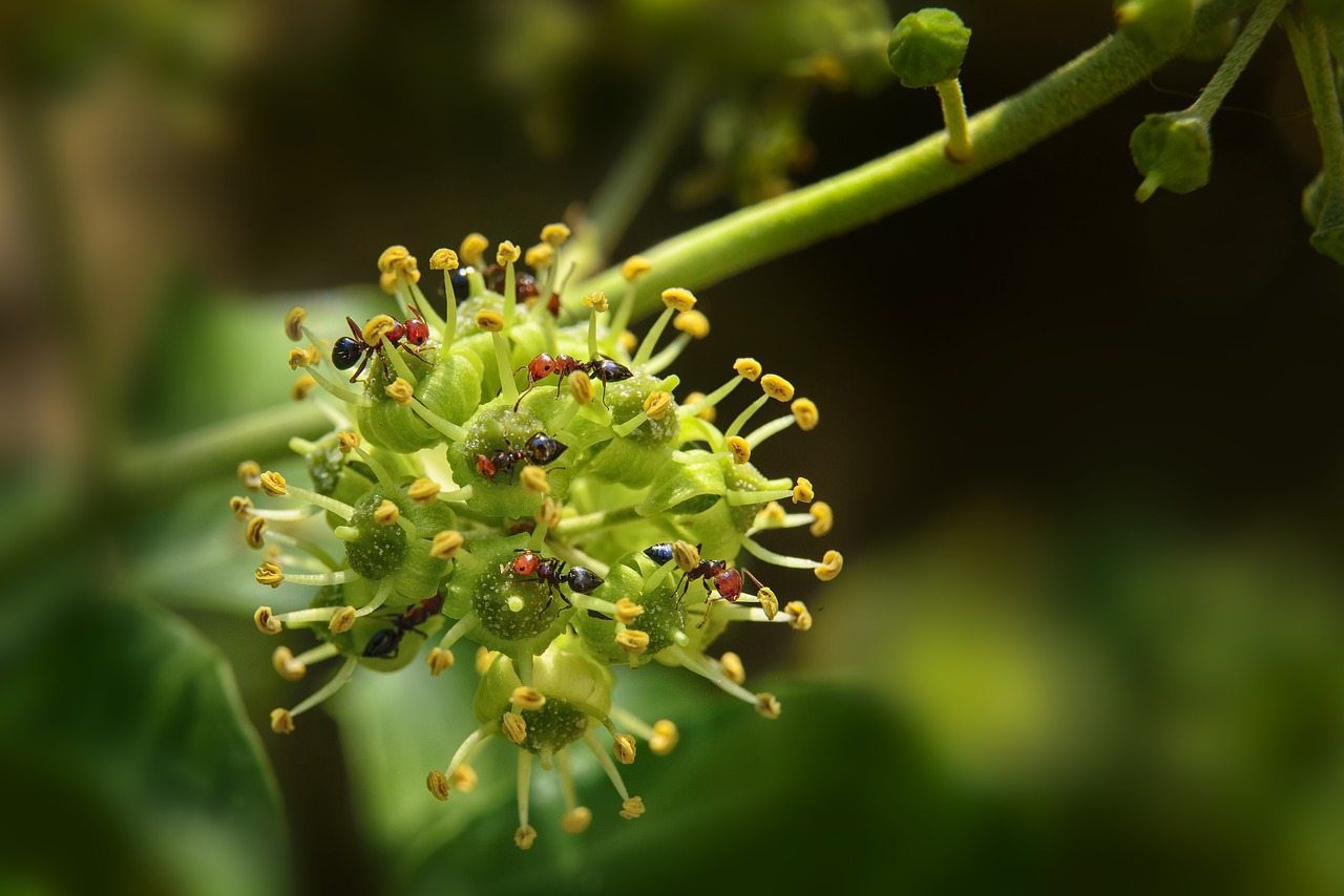 Image - ants ivy flower nectar flowering