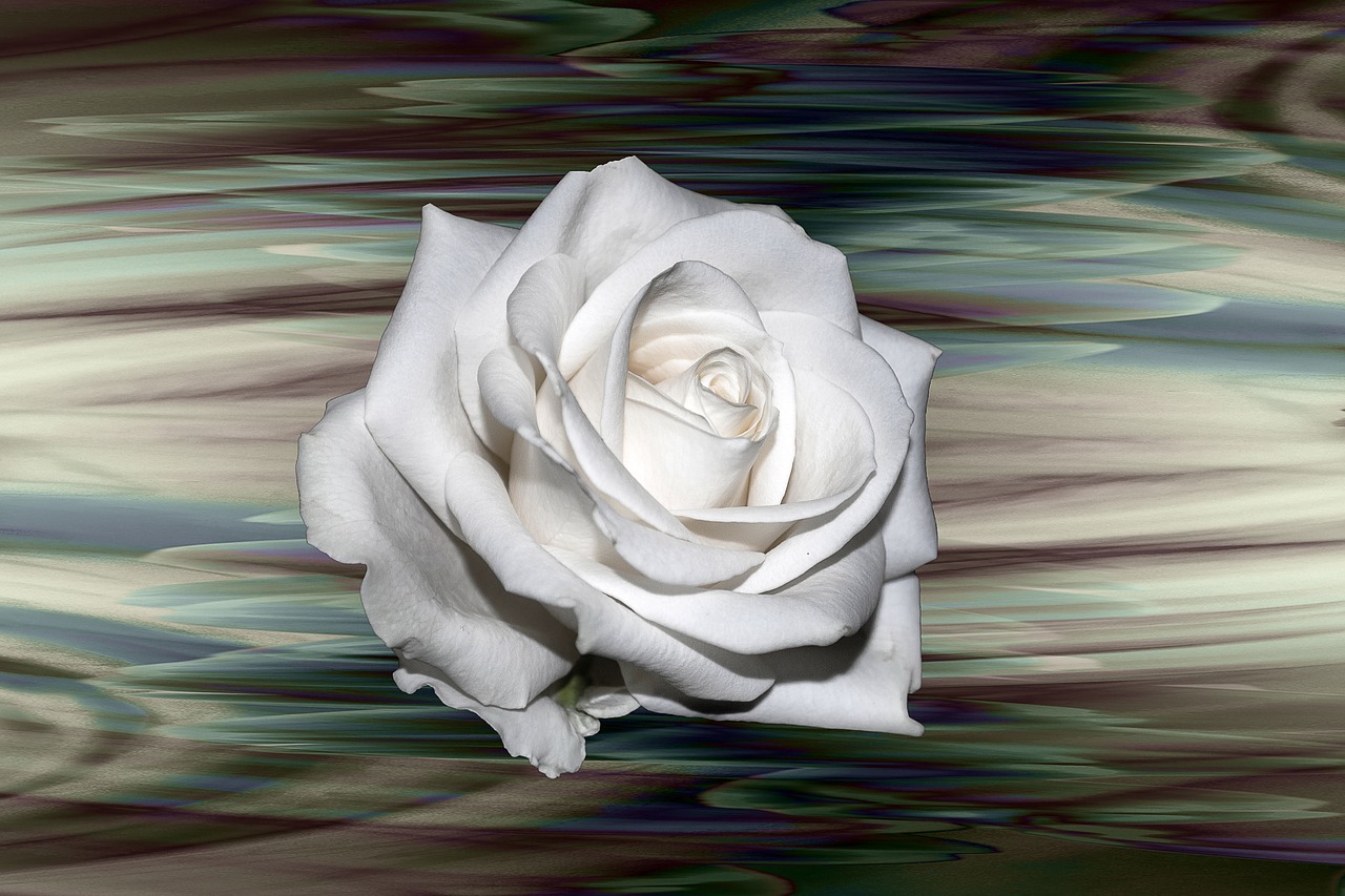 Image - rose white background flower