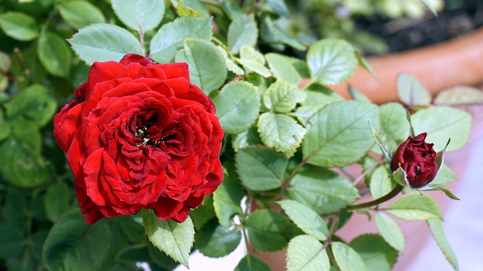 Image - flower rosa red rose nature