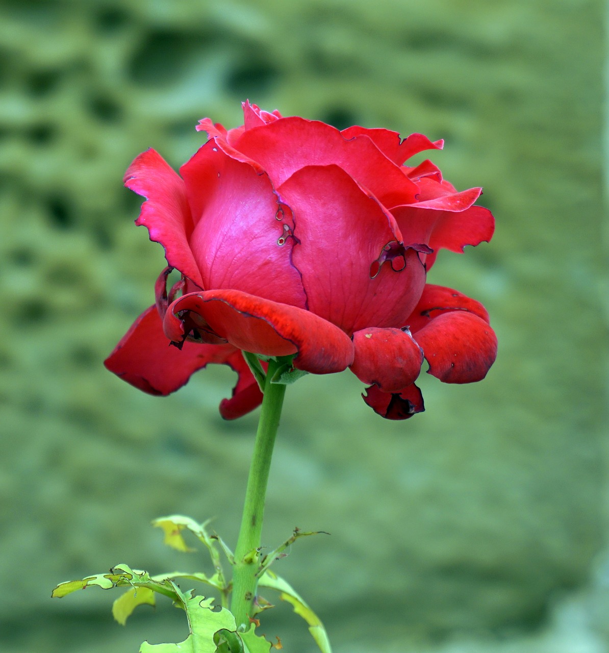 Image - rosa red red rose flowers pistils