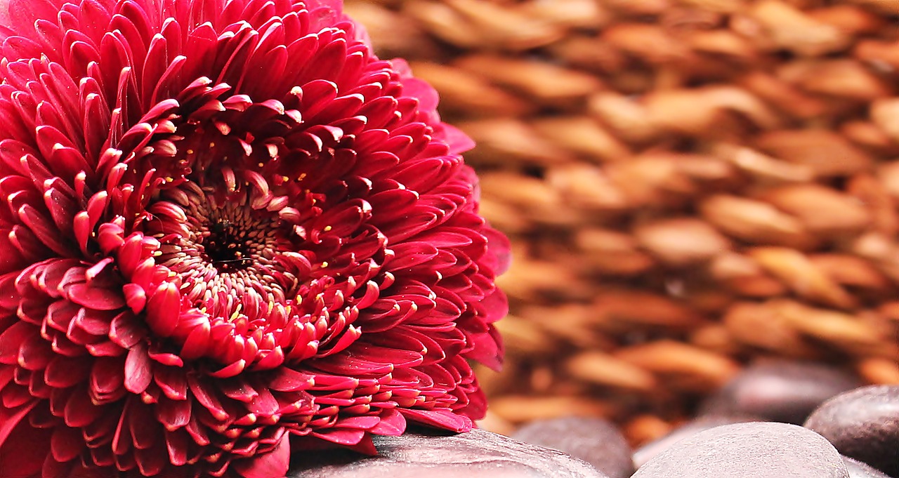 Image - gerbera flower blossom bloom