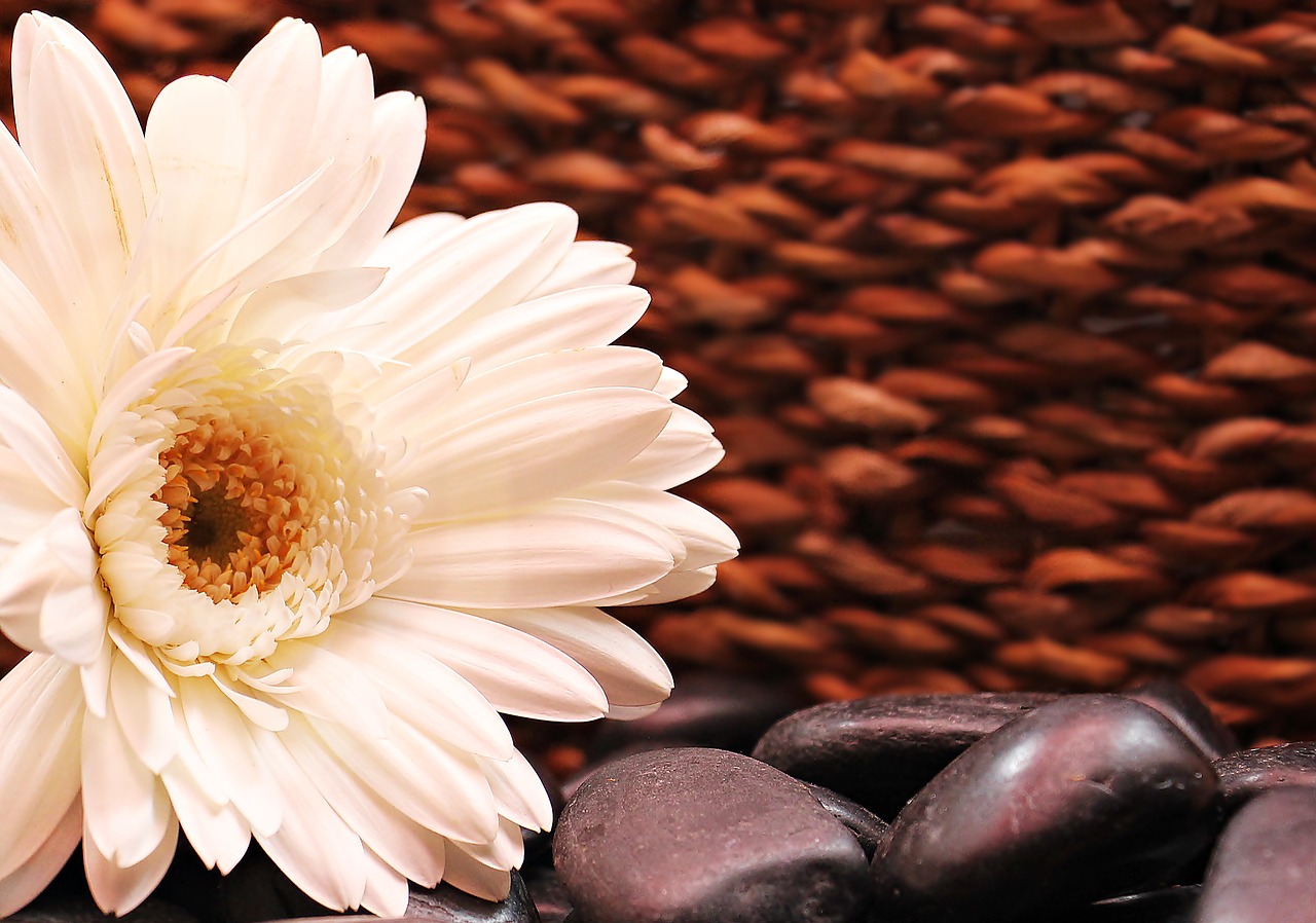 Image - gerbera flower blossom bloom