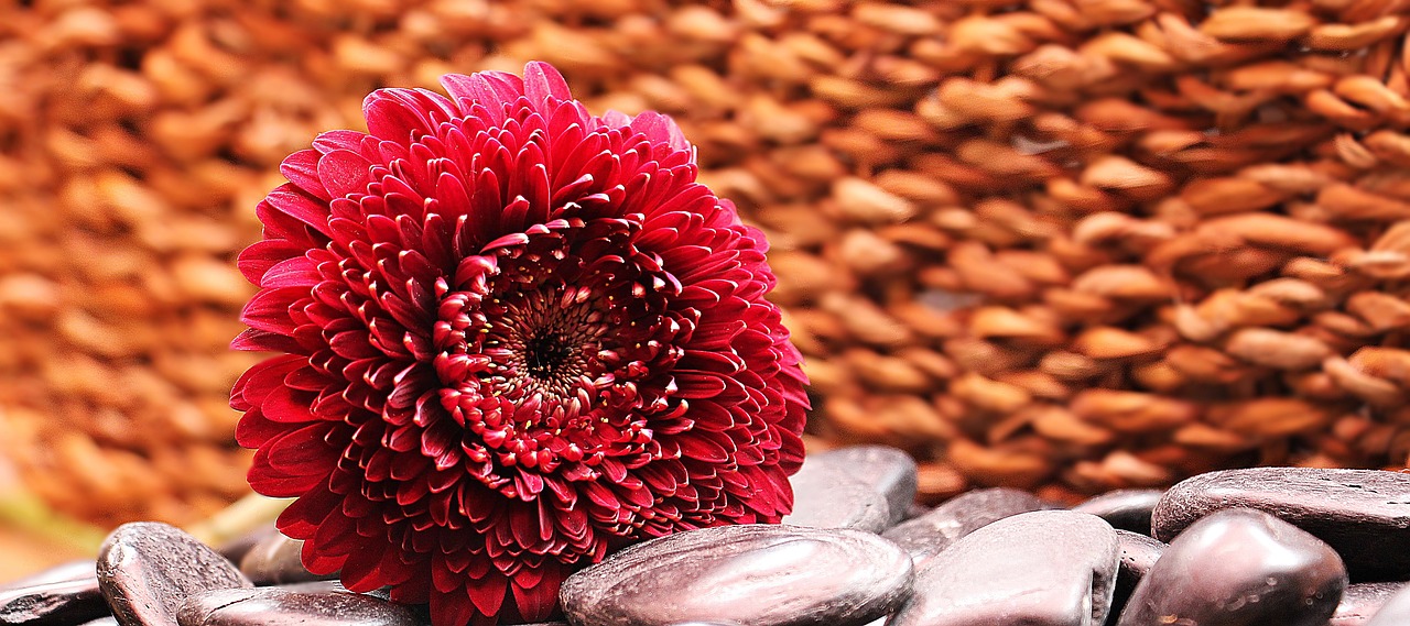 Image - gerbera flower blossom bloom