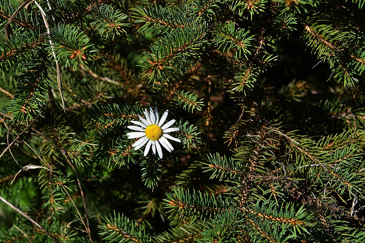 Image - marguerite spruce branches forest