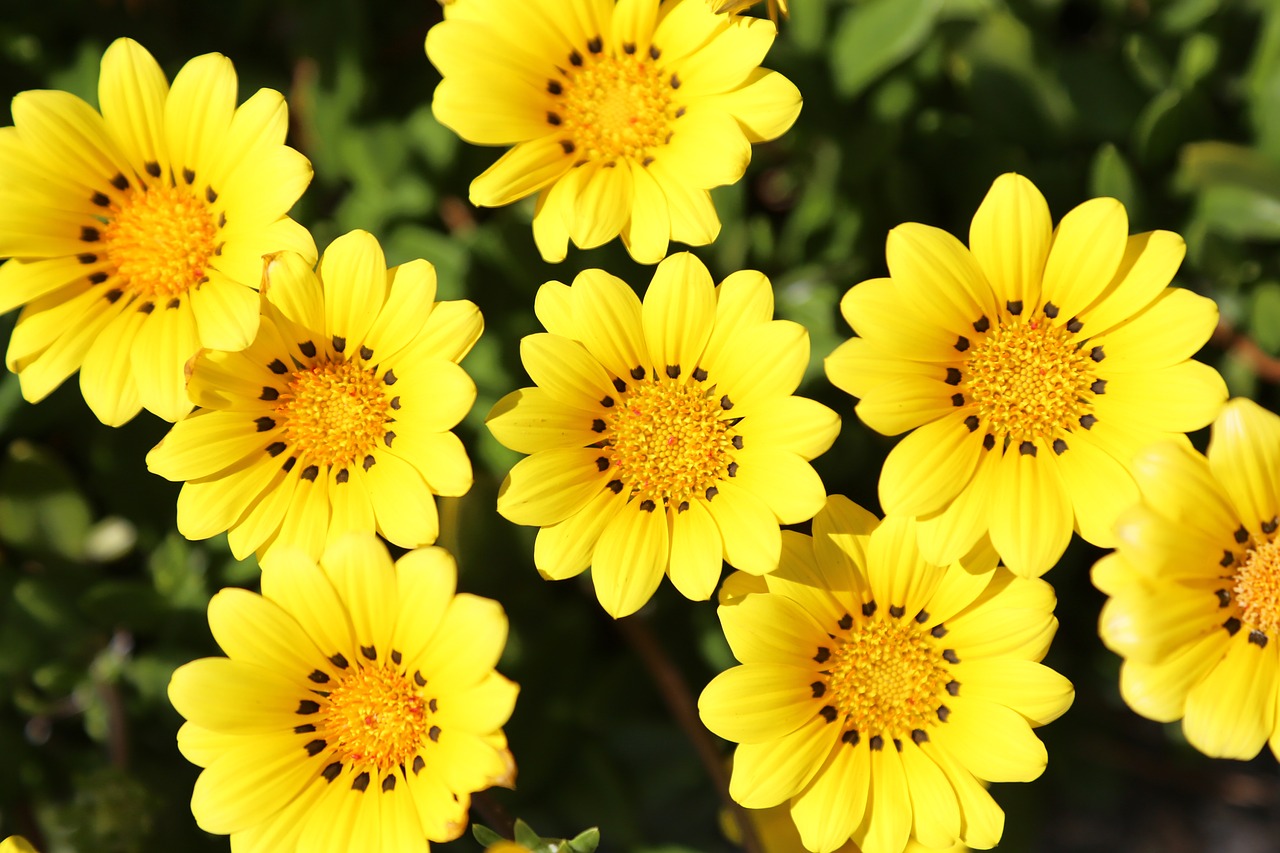 Image - gazania yellow flowers flowers