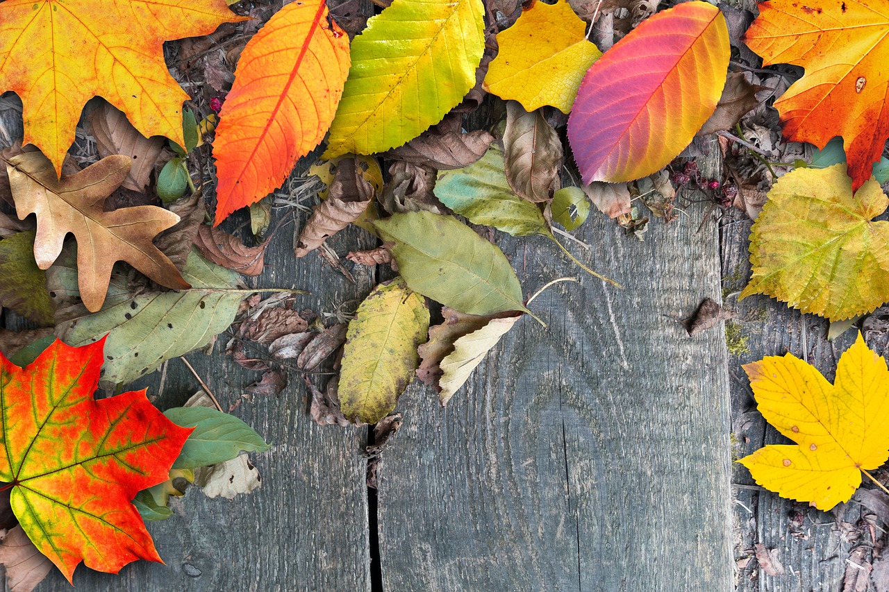 Image - autumn leaves colorful brown