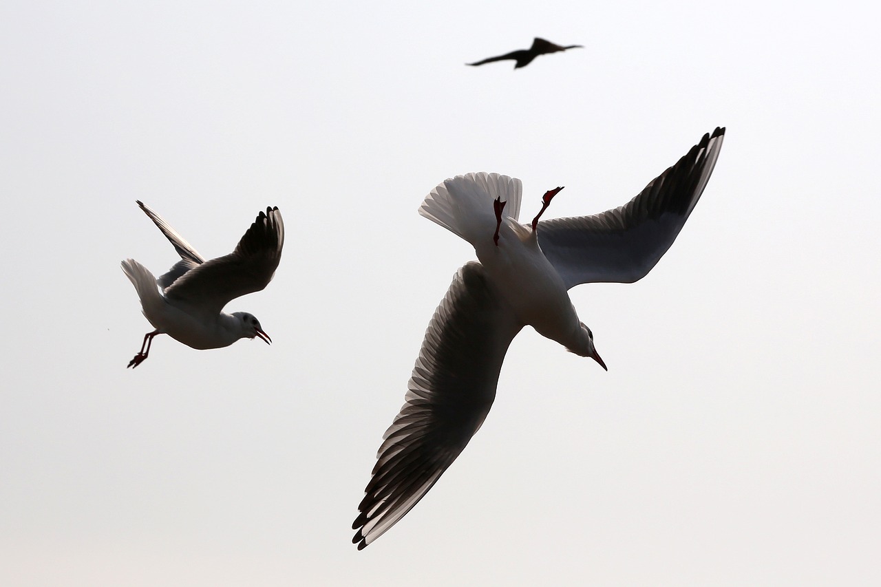 Image - seagull sea gull silhouette bird