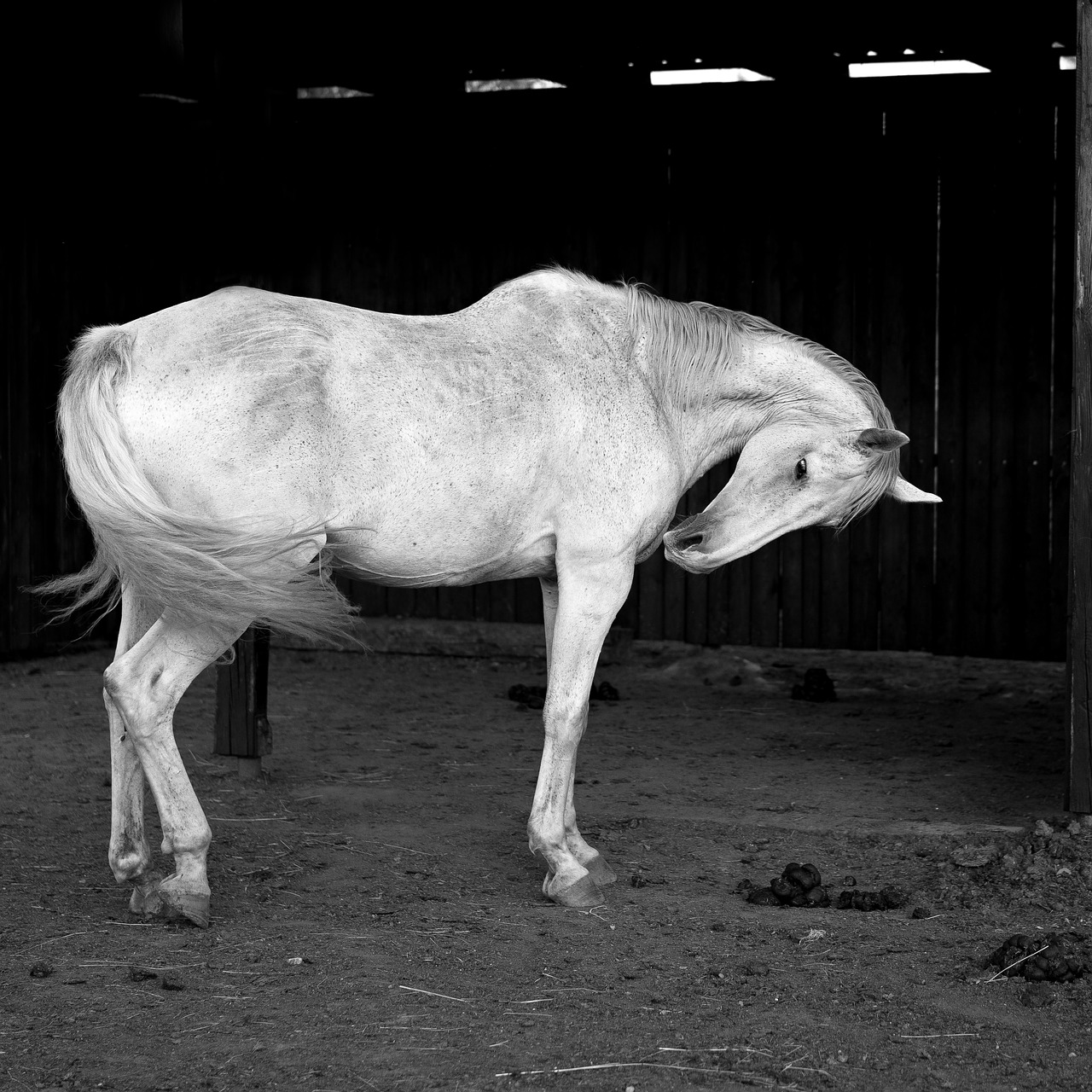 Image - white horse b w photography