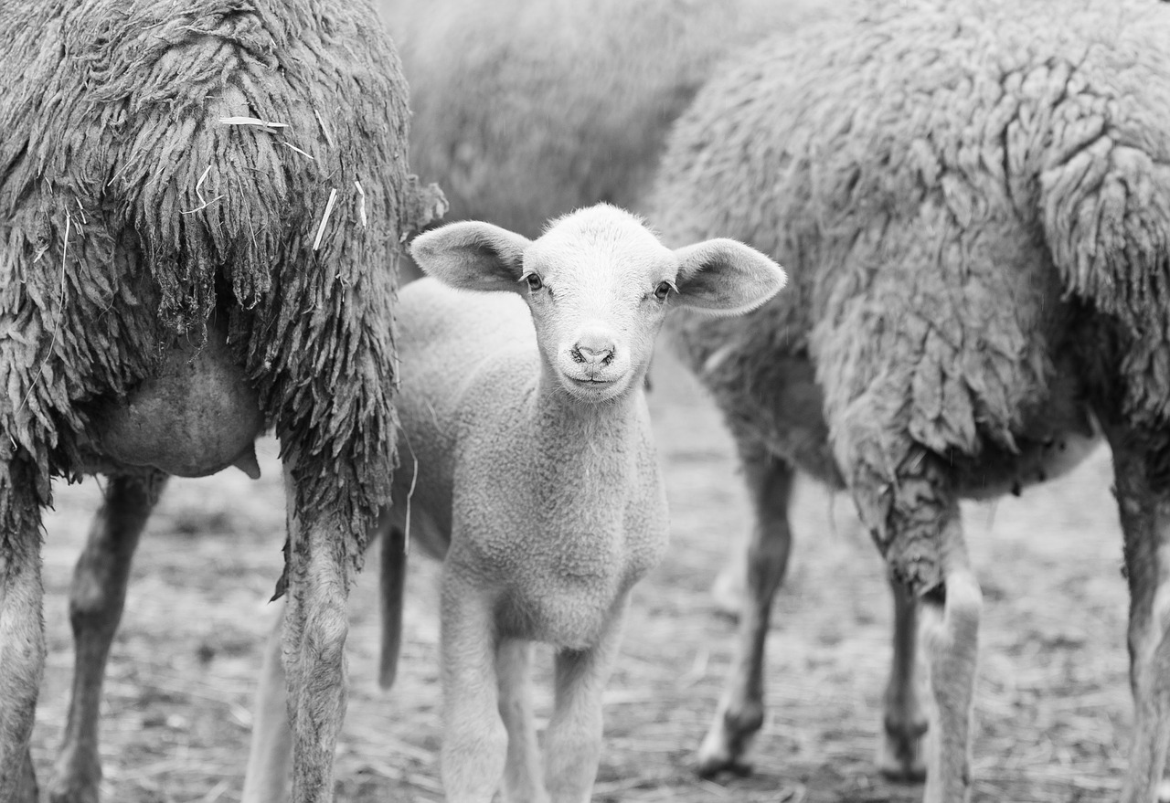 Image - sheep lamb herd