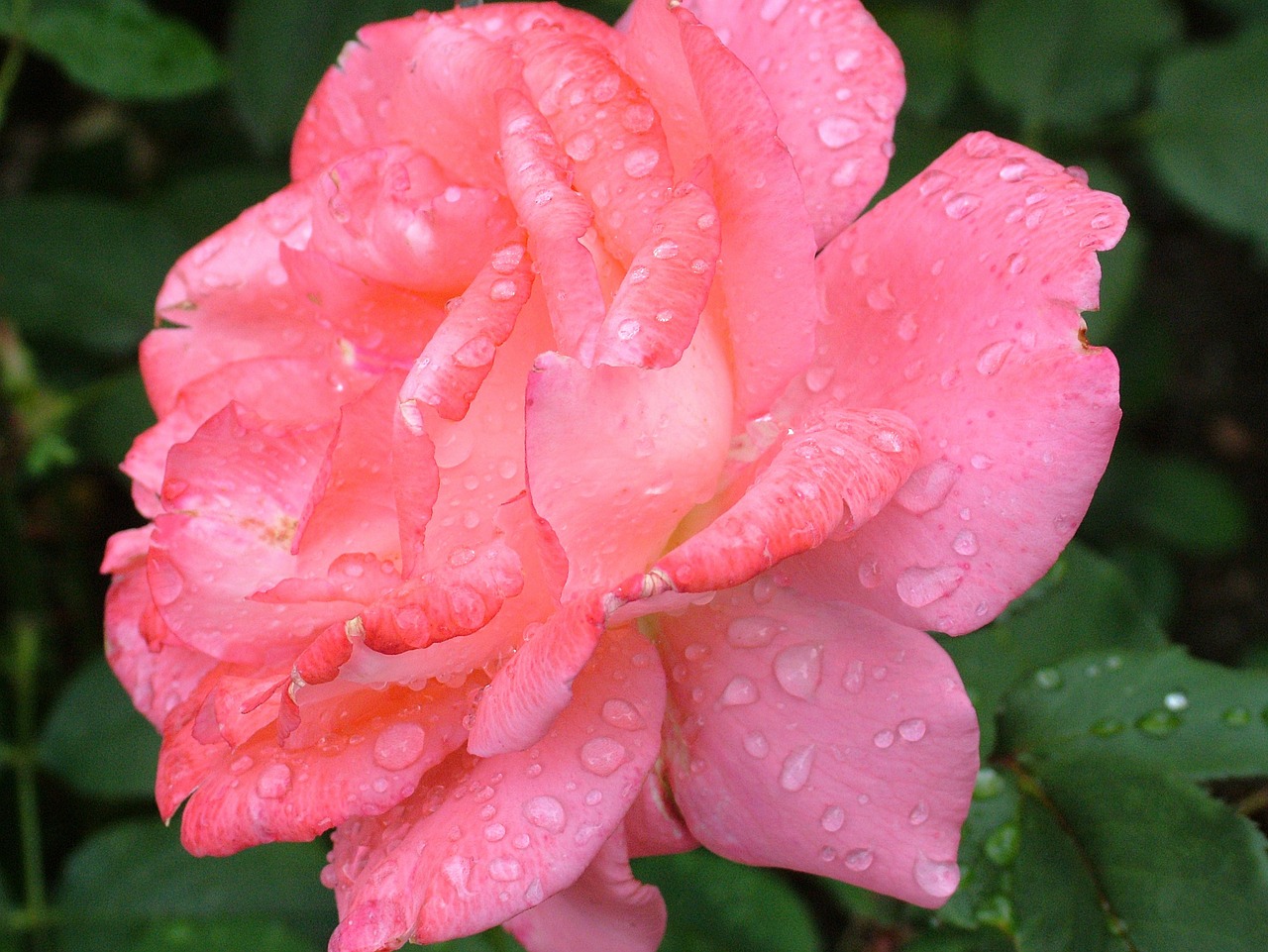 Image - rose flower red plant