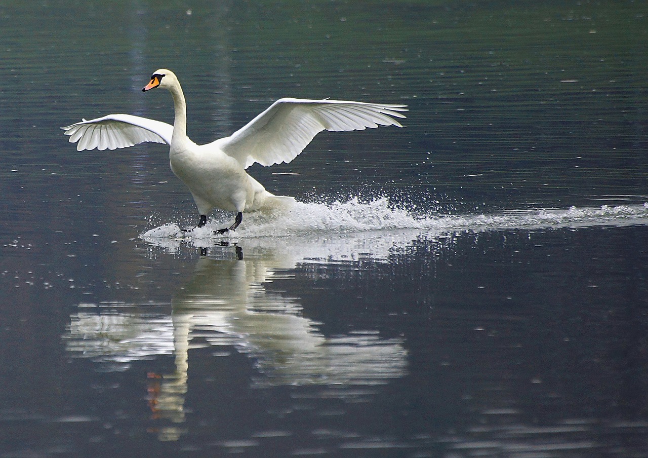 Image - swan wisla nature bird