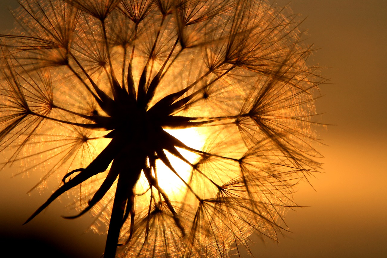 Image - dandelion flower back light meadow