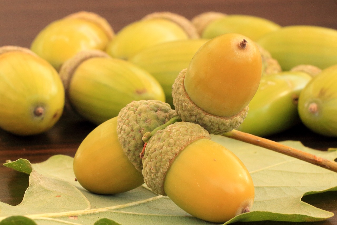 Image - acorns oak autumn oak leaves