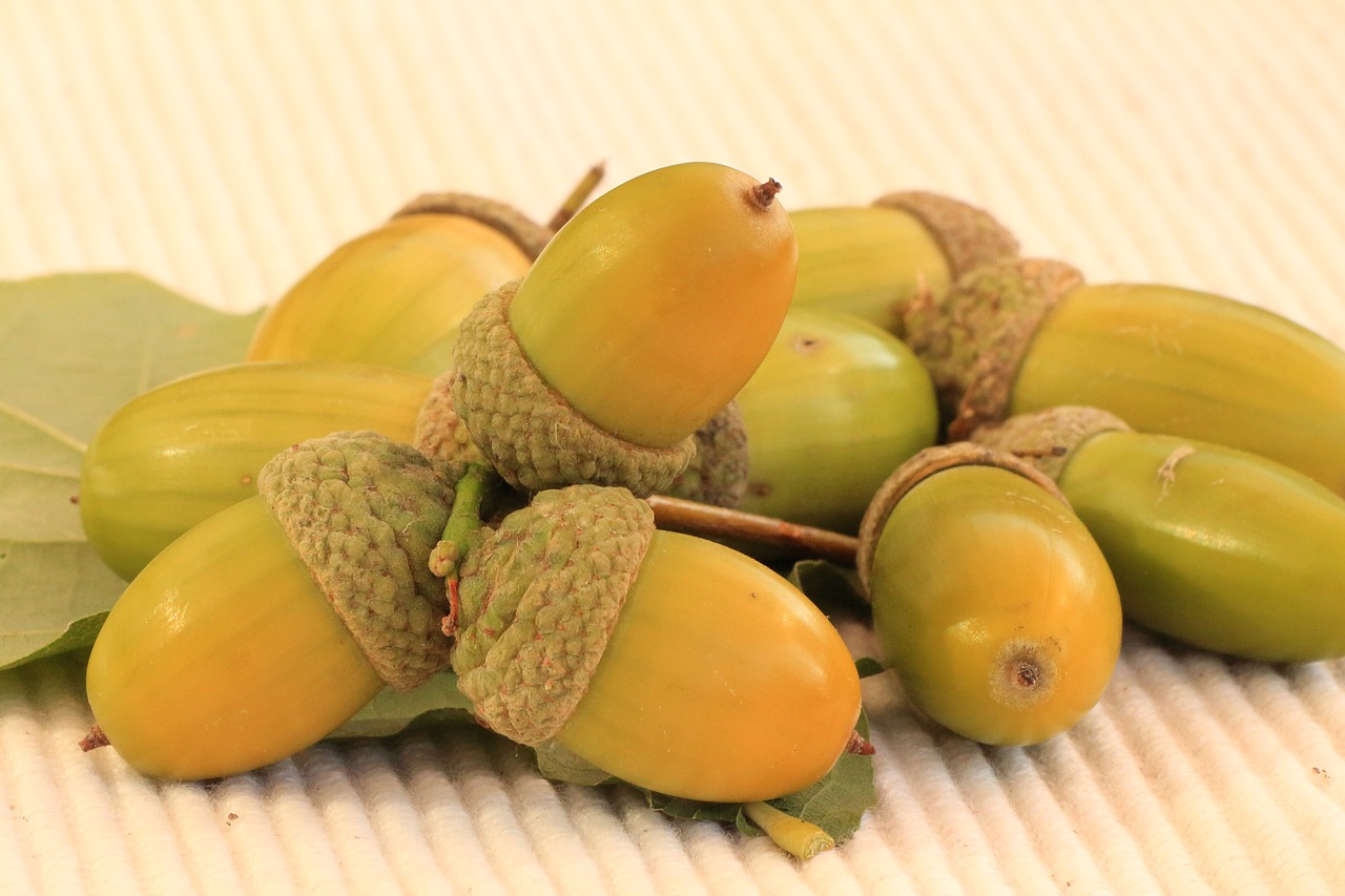 Image - acorns oak autumn oak leaves