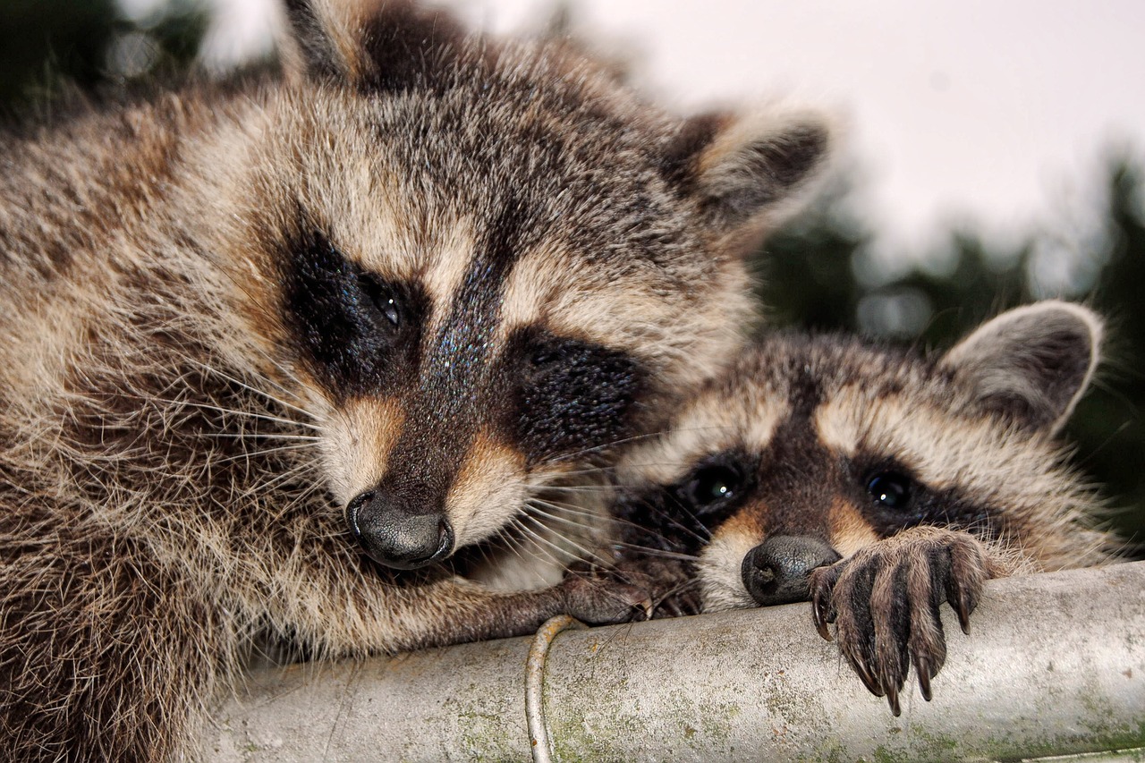 Image - raccoons cute curious cheeky