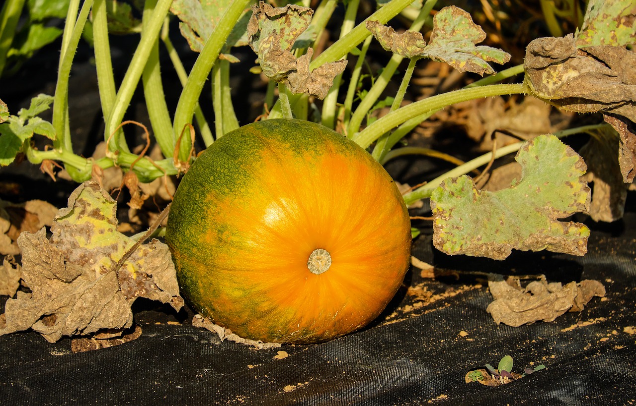 Image - pumpkin vegetables orange green bio