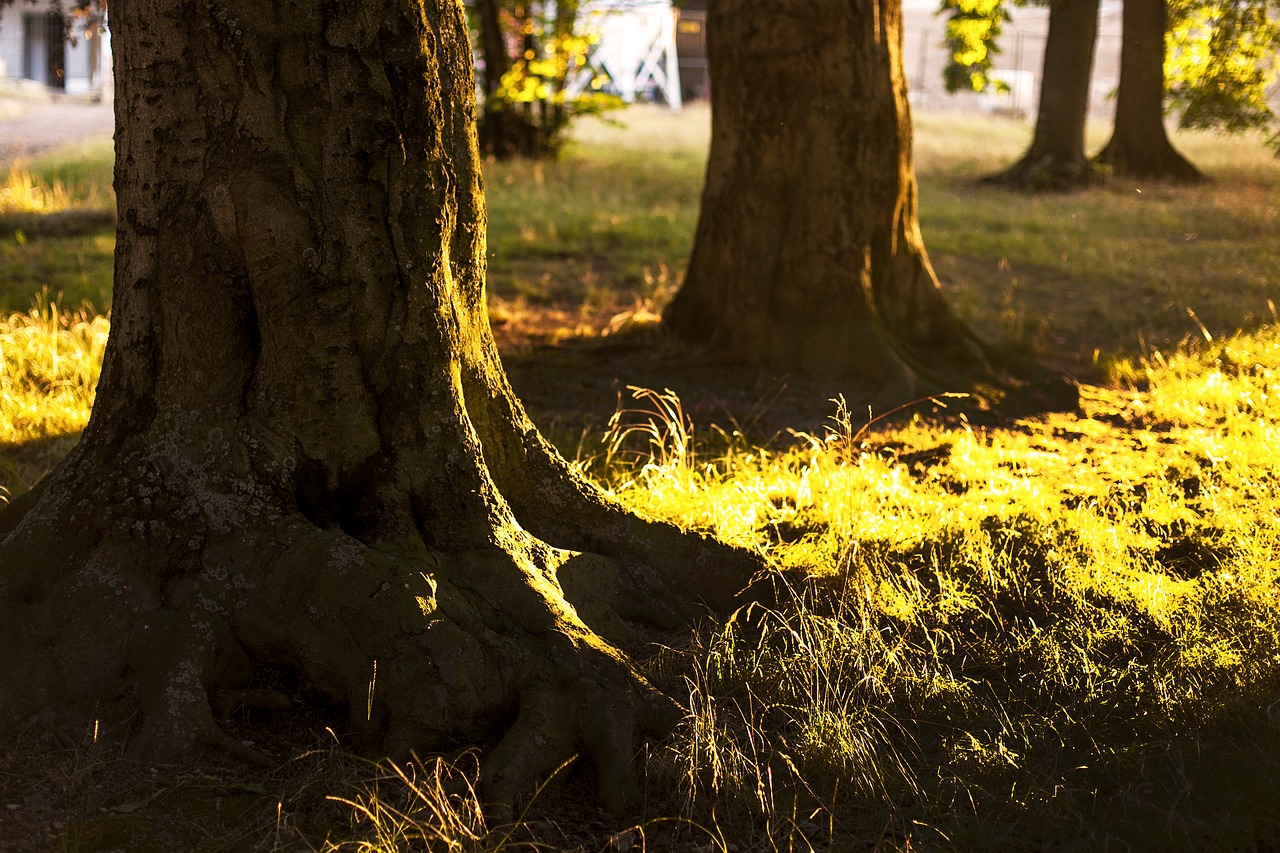 Image - tree tree root nature forest wood