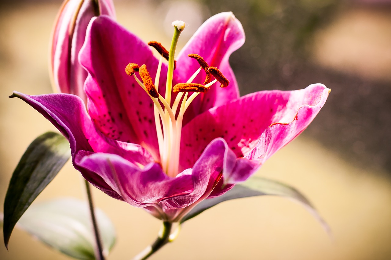 Image - lily flower nature blossom bloom