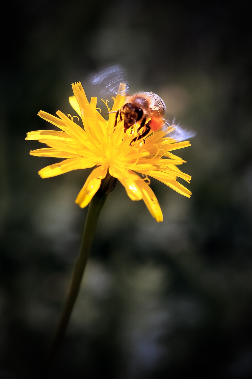 Image - dandelion bee yellow flower animal