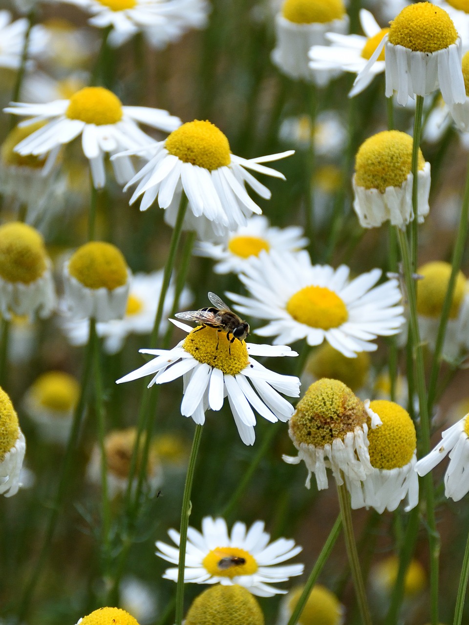 Image - marguerite bee close nature