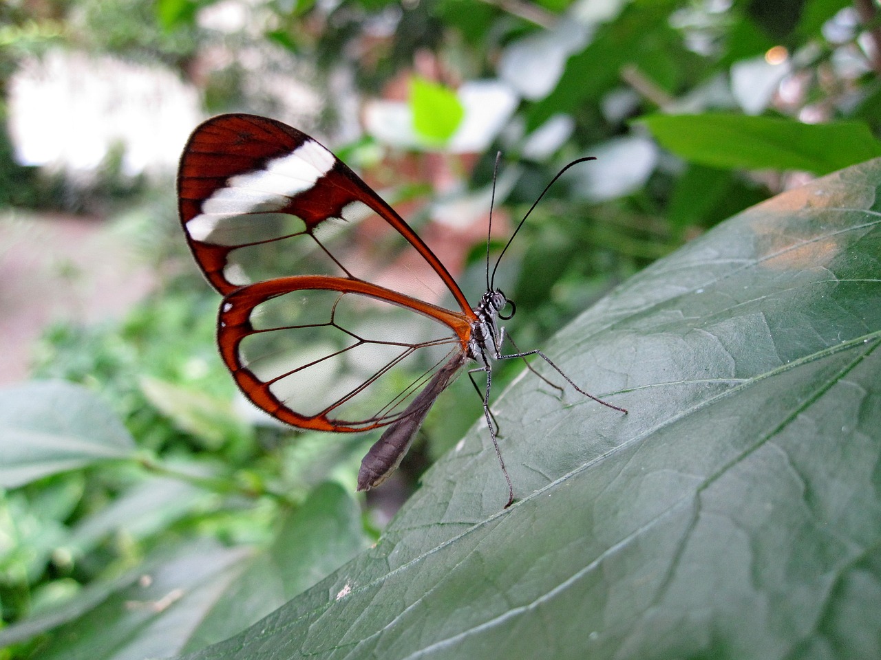 Image - butterfly glass wing butterfly