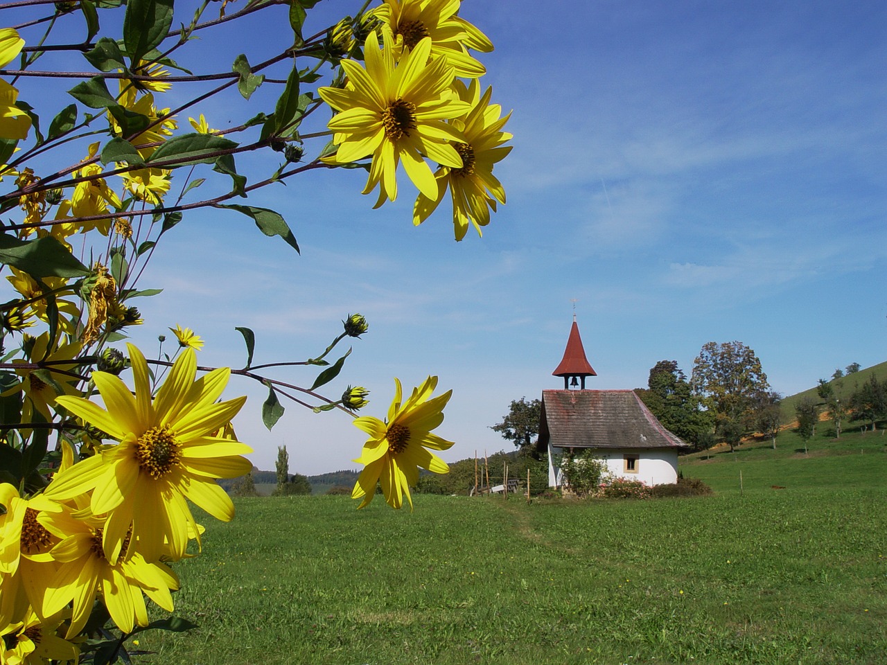 Image - jerusalem artichoke