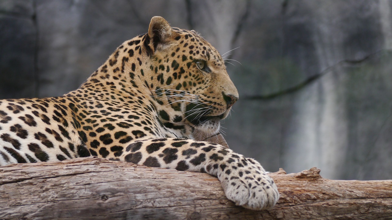 Image - leopard noble cat