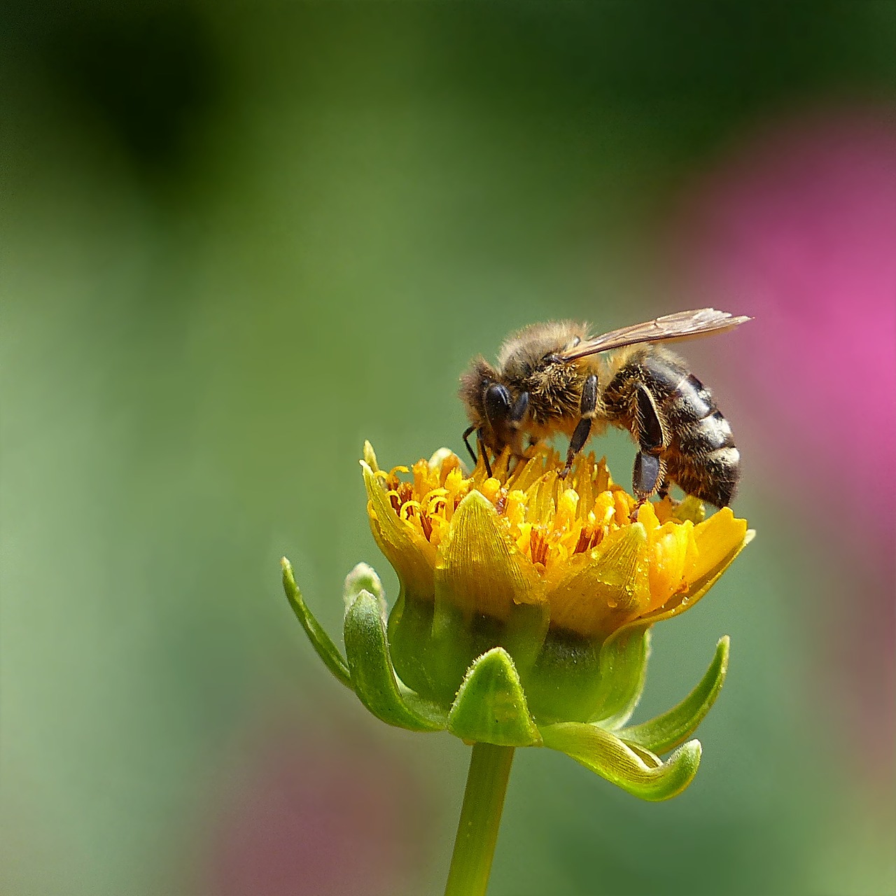 Image - animal insect honey bee bee summer