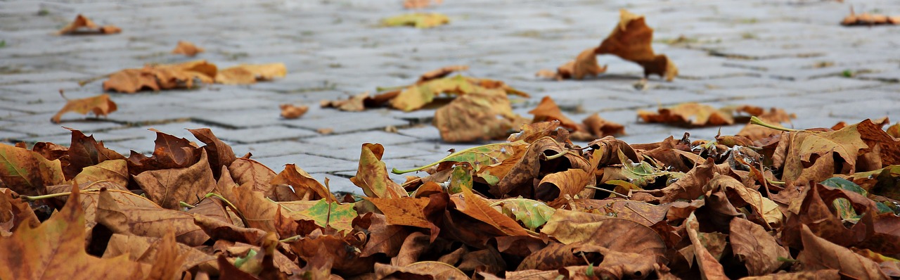 Image - autumn leaves golden autumn