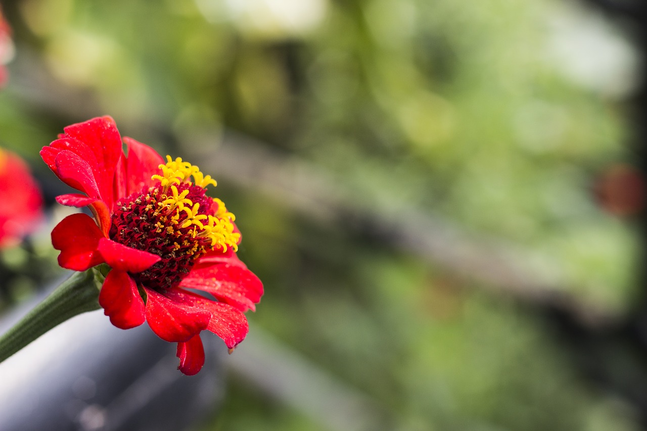 Image - zinnia flower red flor petals