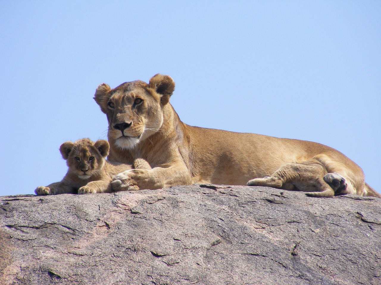 Image - lion cub safari lioness africa