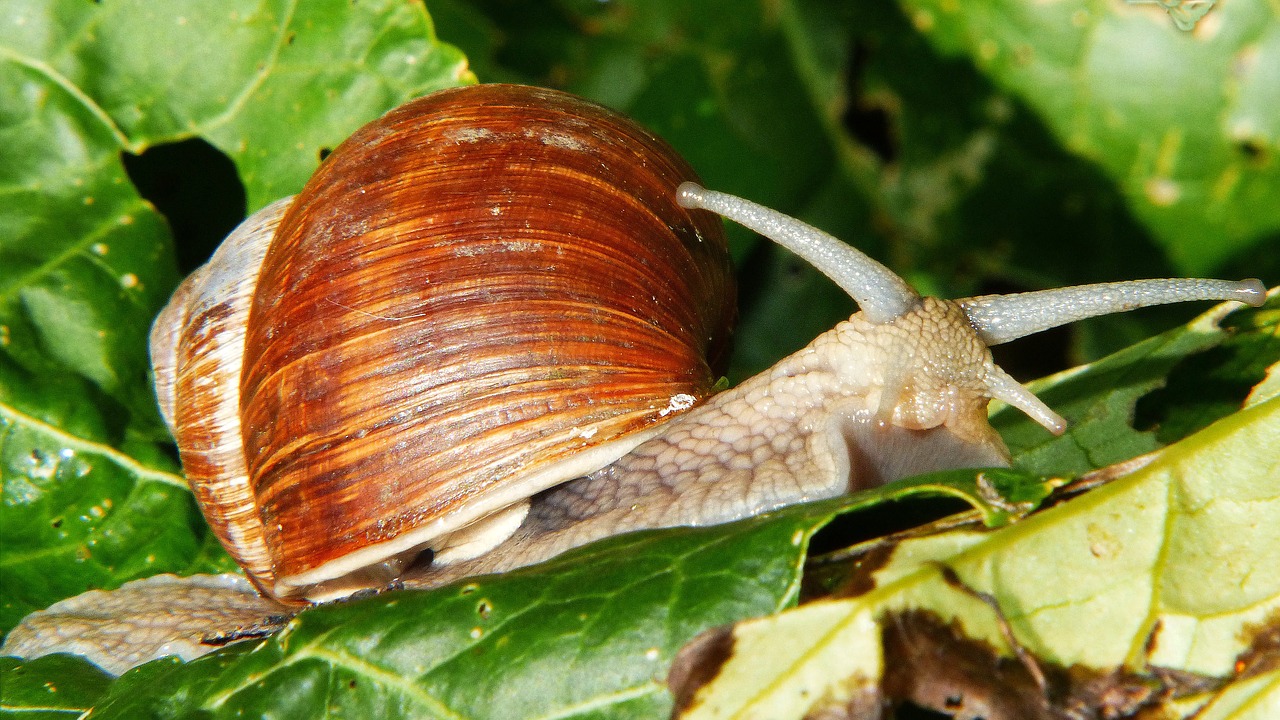 Image - snail shell mollusk reptile leaves