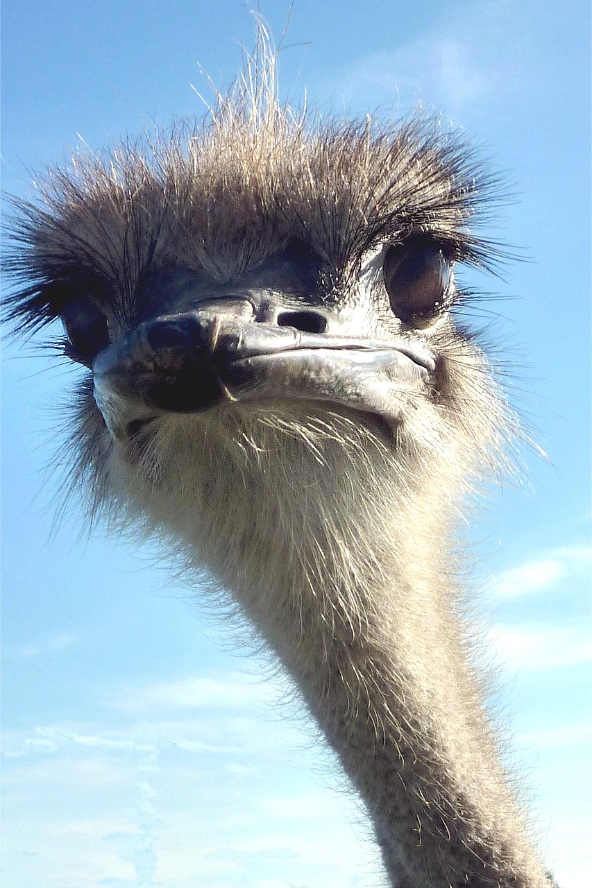 Image - strauss ostrich bird look funny