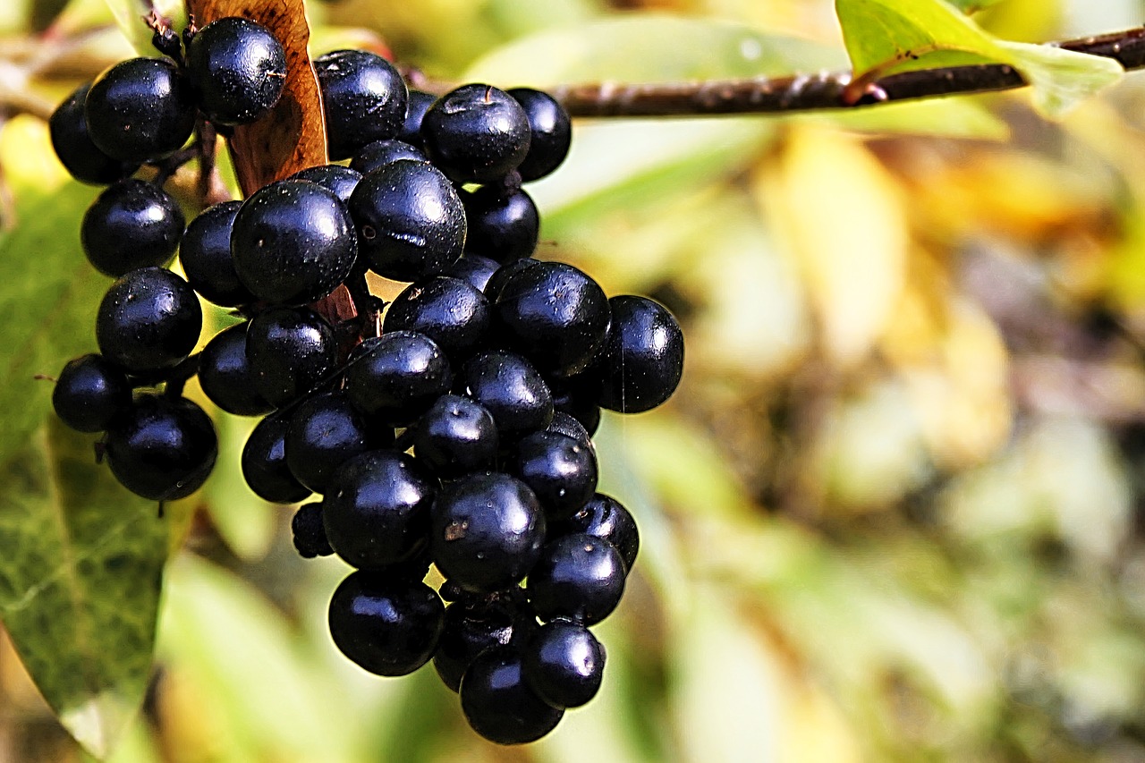 Image - rowanberries berries black