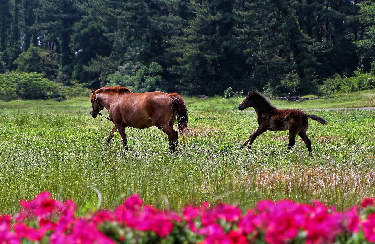 Image - horse jejuma jeju island travel