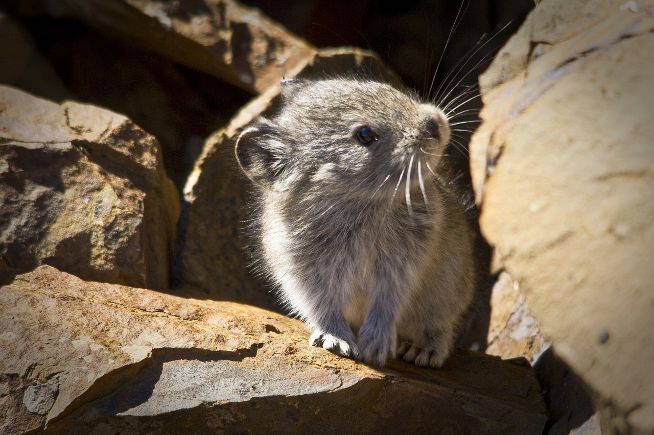 Image - collared pika rocks alpine boulder