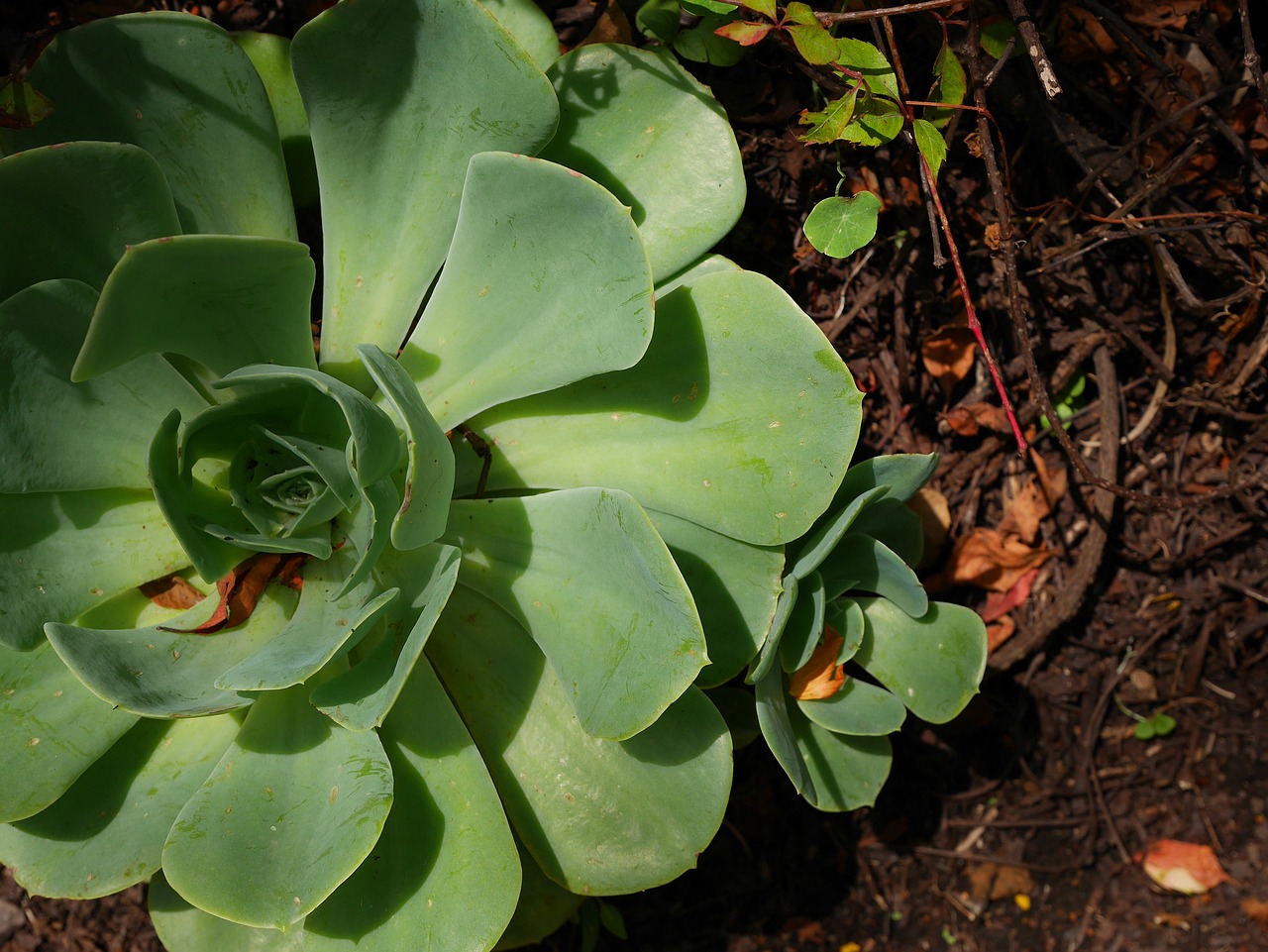 Image - plant green mexican flora