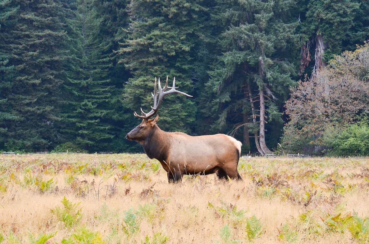 Image - usa america north america moose