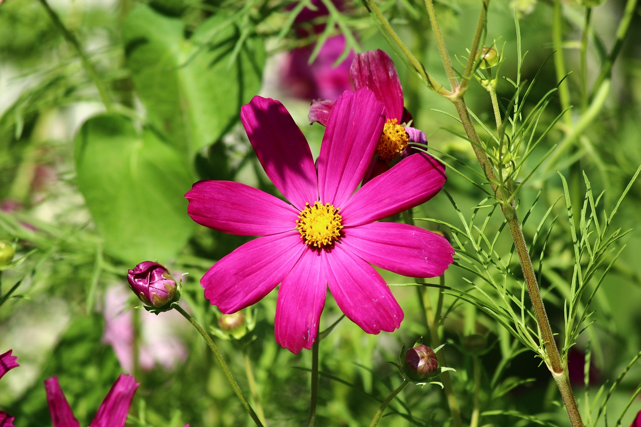 Image - flower spring cosmea cosmos plant